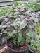 African Blue Basil. (live starter plant) ORGANIC HERB - Caribbean garden seed