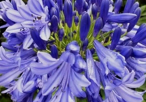 African Blue LILY ,Perennial Flowers SEED - Caribbean garden seed