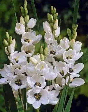 African Lily (Bulbs)  Ixia WHITE - Caribbean garden seed