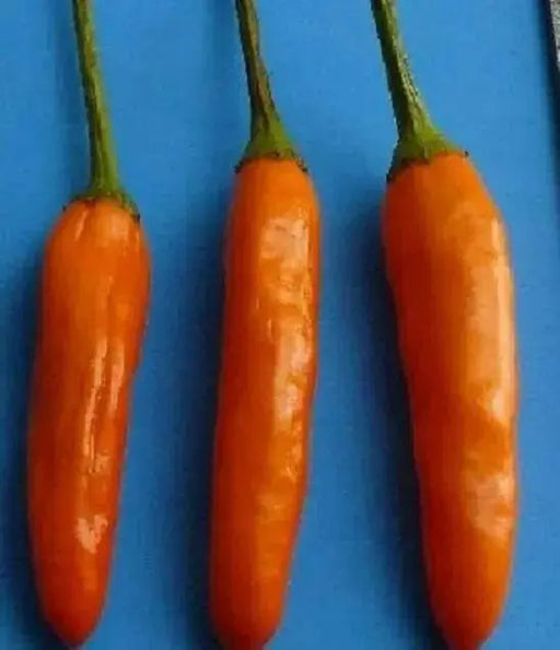 African Orange Bird ,Chili Pepper-  10 Seeds, Very Hot (Capsicum baccatum) - Caribbean garden seed