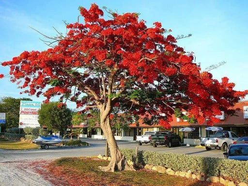 African tulip tree Seeds, Ornamental, shade loving - Caribbean garden seed