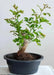 African Walnut TREE SEED, Weeping Boer-bean - Caribbean garden seed
