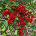 African Walnut TREE SEED, Weeping Boer-bean - Caribbean garden seed