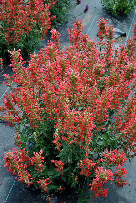 Red Agastache Live Plants, 3 Pack - Hummingbird Mint