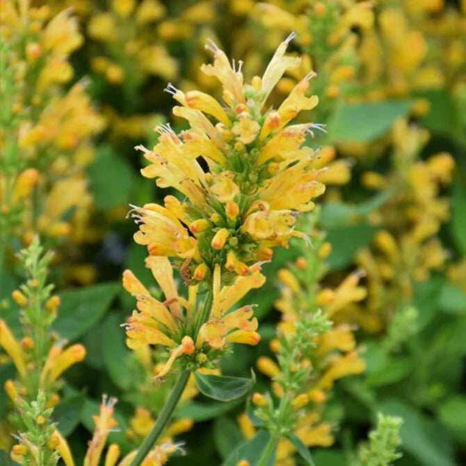 Yellow Agastache Live Plants, 3 Pack - Hummingbird Mint