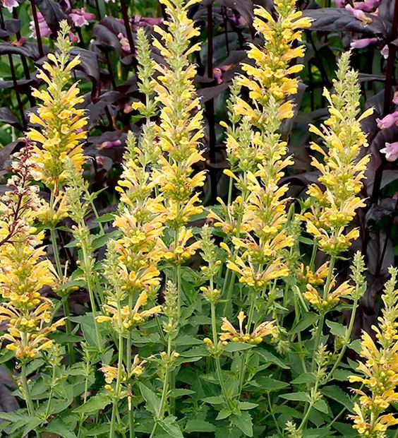Yellow Agastache Live Plants, 3 Pack - Hummingbird Mint