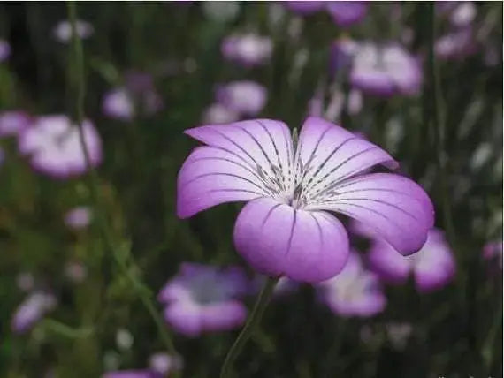 Agrostemma Githago ,Purple Queen, Flowers Seed - Caribbeangardenseed