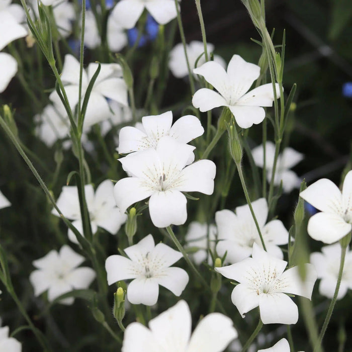 Agrostemma ,OCEAN PEARL, ANNUAL Flowers Seed - Caribbeangardenseed