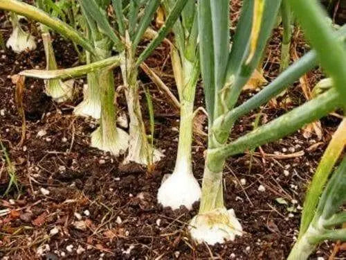 Ailsa Craig onions Seed ( long-day ) asian vegetable - Caribbean garden seed