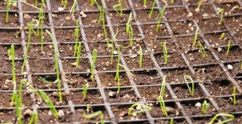 Ailsa Craig onions Seed ( long-day ) Allium cepa., asian vegetable - Caribbeangardenseed