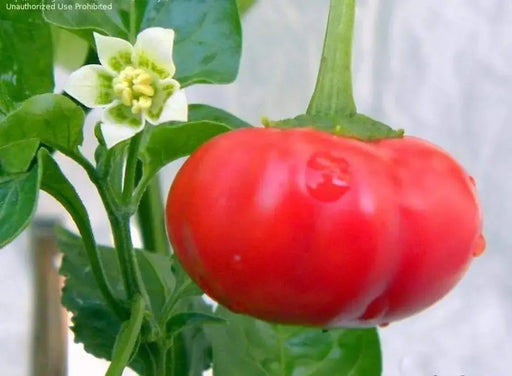 Aji Brazilian ,Red Pumpkin Pepper Seed .(Capsicum baccatum) - Caribbeangardenseed