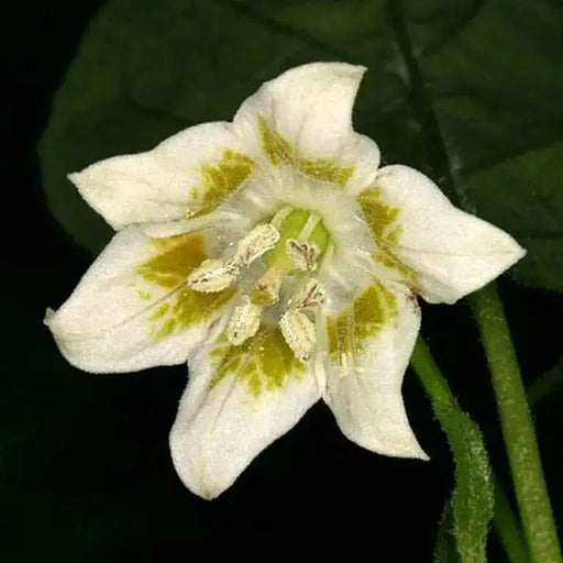 Aji Cereo Pepper Seeds,Medium hot (Capsicum baccatum) variety of unknown origin. - Caribbean garden seed