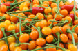 Aji Charapita Hot Pepper Seeds ,Capsicum frutescens, - Caribbeangardenseed