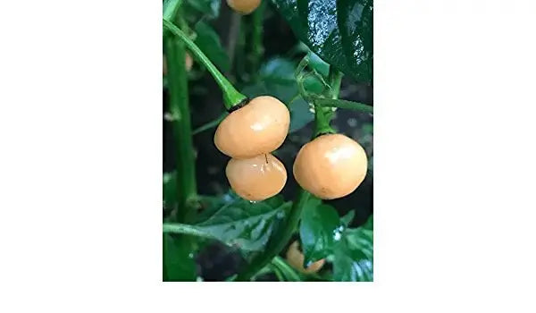 Aji Charapita PEACH, Hot Pepper Seeds ,Capsicum frutescens - Caribbeangardenseed