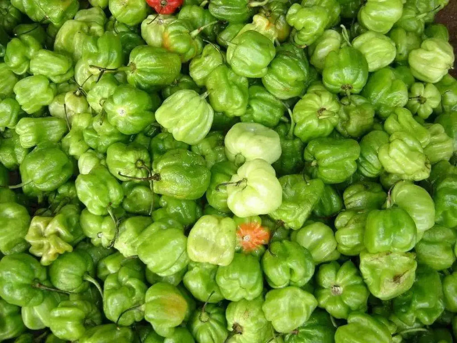 Aji Chombo ,PEPPER SEEDS (Capsicum chinense)  from Panama - Caribbean garden seed