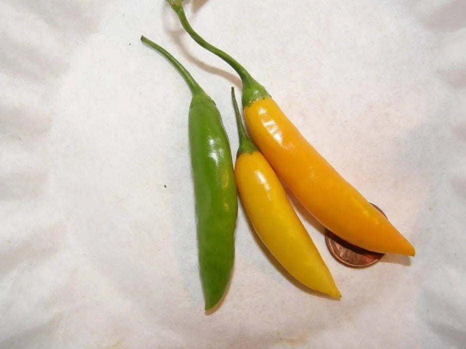 AJI CITO PEPPER (Capsicum. baccatum) .Very beautiful and very rare ! - Caribbeangardenseed