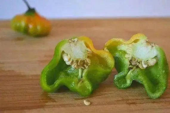 Aji Cito Pepper ( Fresh Pods) AJI DULCE #1 ,CARIBBEAN PRODUCT - Caribbean garden seed