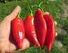 Aji Delight Pepper Seeds–  Capsicum Baccatum) SWEET, NO HEAT - Caribbean garden seed