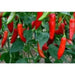 Aji Delight Pepper Seeds–  Capsicum Baccatum) SWEET, NO HEAT - Caribbean garden seed