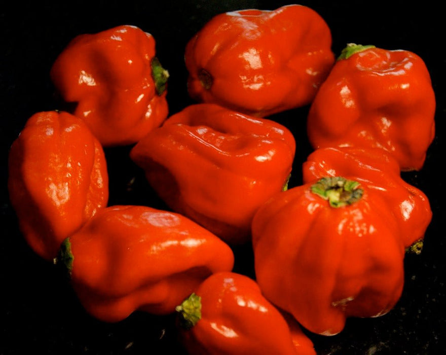 Aji Dulce #2  (LIVE Pepper PLANT ) ANNUAL VEGETABLE