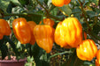 AJI DULCE AMARILLO (LIVE PLANTS ) YELLOW SWEET HABANERO - Caribbean garden seed