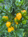 AJI DULCE AMARILLO (LIVE PLANTS ) YELLOW SWEET HABANERO - Caribbean garden seed