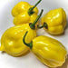 AJI DULCE AMARILLO (LIVE PLANTS ) YELLOW SWEET HABANERO - Caribbean garden seed
