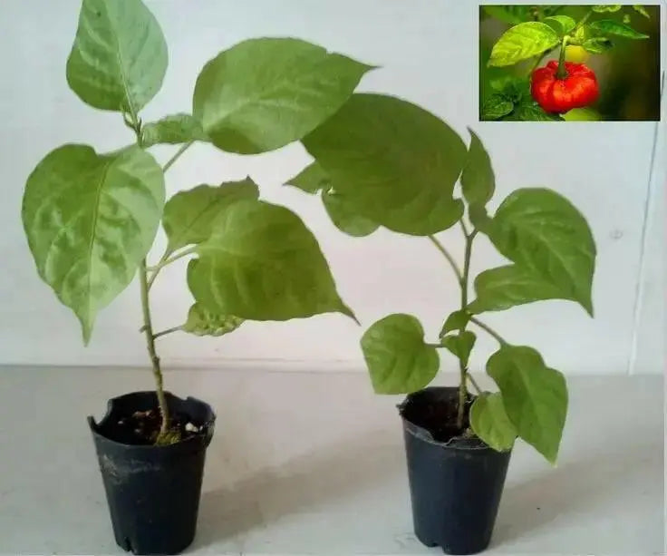 Aji DULCE (LIVE Pepper PLANT) Capsicum chinense, NO HEAT - Caribbean garden seed