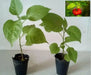 Aji DULCE (LIVE Pepper PLANT) Capsicum chinense, NO HEAT - Caribbean garden seed