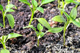 Aji DULCE (LIVE Pepper PLANT) Capsicum chinense, NO HEAT - Caribbean garden seed