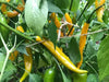 Aji Guyana, PI 199506 ,Pepper SEEDS- (capsicum baccatum) MILD - Caribbeangardenseed