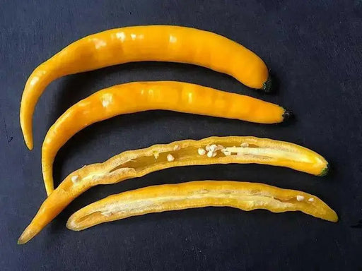 Aji Guyana, PI 199506  ,Pepper SEEDS- (capsicum baccatum)  MILD - Caribbean garden seed