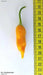 AJI HABENERO PEPPER- 1000 Seeds ( Capsicum baccatum) Medium Heat,Very beautiful - Caribbean garden seed