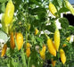 AJI HABENERO PEPPER- 1000 Seeds ( Capsicum baccatum) Medium Heat,Very beautiful - Caribbean garden seed