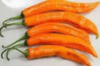 Aji PACAY Pepper Seeds, Capsicum baccatum - Caribbean garden seed