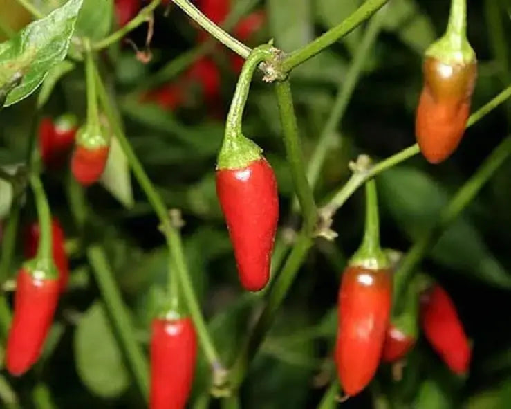 Aji Pinguita de Mono ( 10 Pepper seeds) Capsicum annuum,From Peruvian jungle. - Caribbeangardenseed