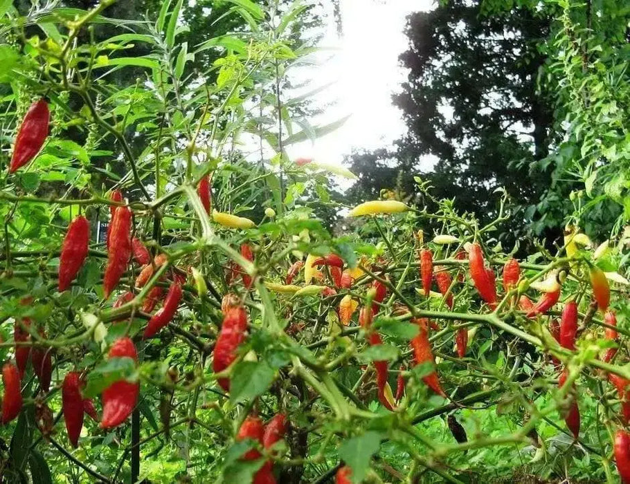 Aji Santa Cruz, Chili Pepper Seeds, Very Hot (Capsicum baccatum) - Caribbean garden seed