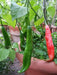 Aji Santa Cruz, Chili Pepper Seeds, Very Hot (Capsicum baccatum) - Caribbean garden seed