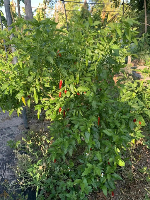 Aji Sazonar' PEPPER SEEDS,, seasoning pepper from Cuba, Capsicum frutescens - Caribbean garden seed