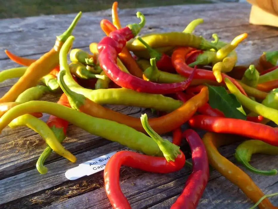 AJI SIVRI CHILI, Pepper Seeds -Capsicum annuum - Caribbeangardenseed