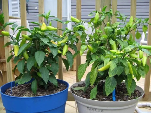 AJI WIHTE Wax PEPPER Seeds ~ Capisum baccatum - Caribbeangardenseed