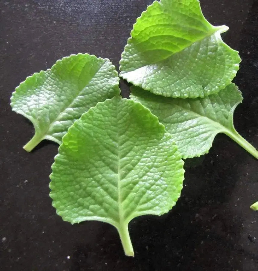 Ajwain Seeds -.Numerous Medical and culinary purposes. - Caribbeangardenseed