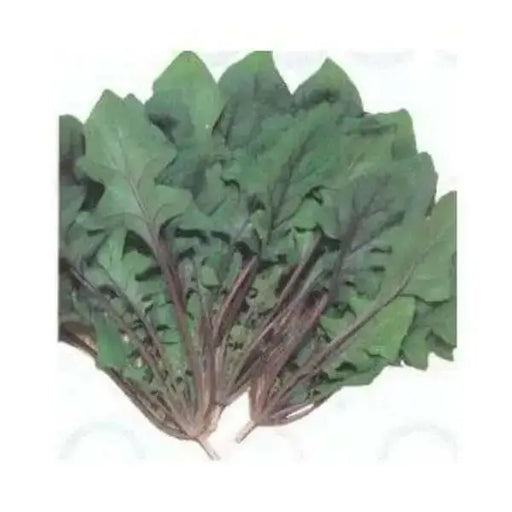 Akarenso Spinach Seeds - (Asian Greens) - Caribbean garden seed