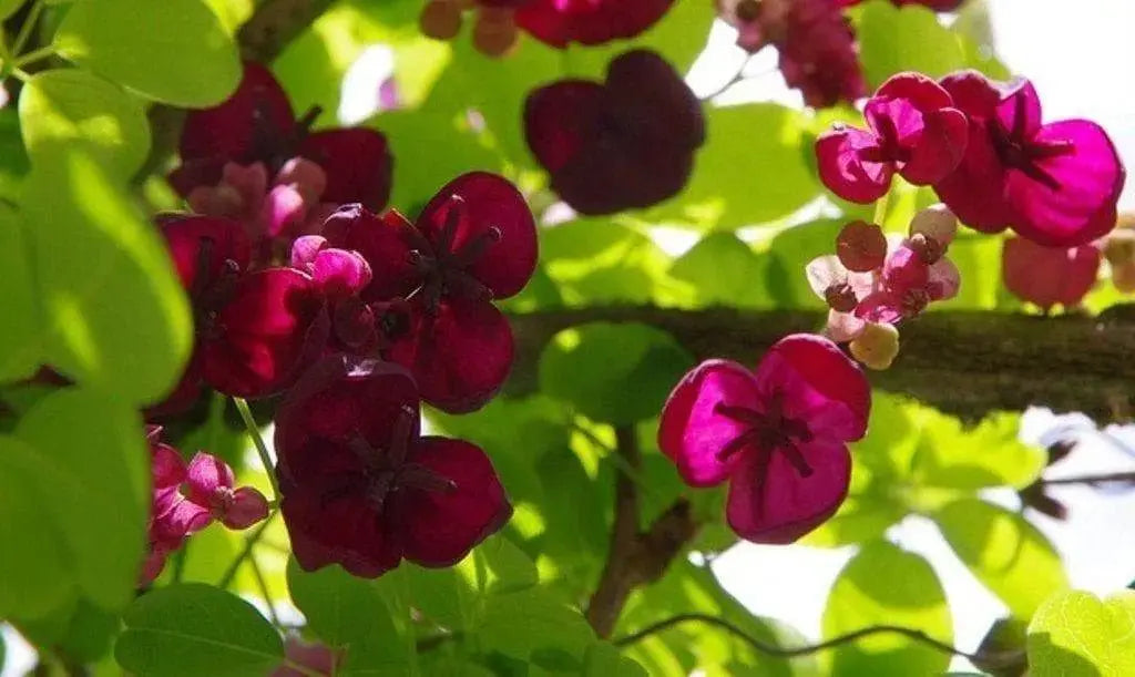 Akebia quinata Seeds- Chocolate Vine. - Caribbeangardenseed