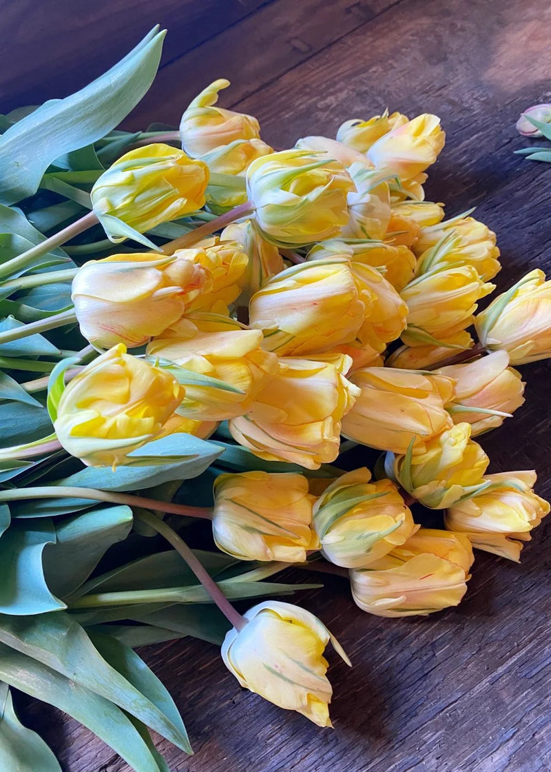 Akebono Double Late Tulip Bulbs for Planting