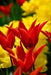 Aladdin Lily Tulip BULBS, Bloom Late Spring - Caribbeangardenseed