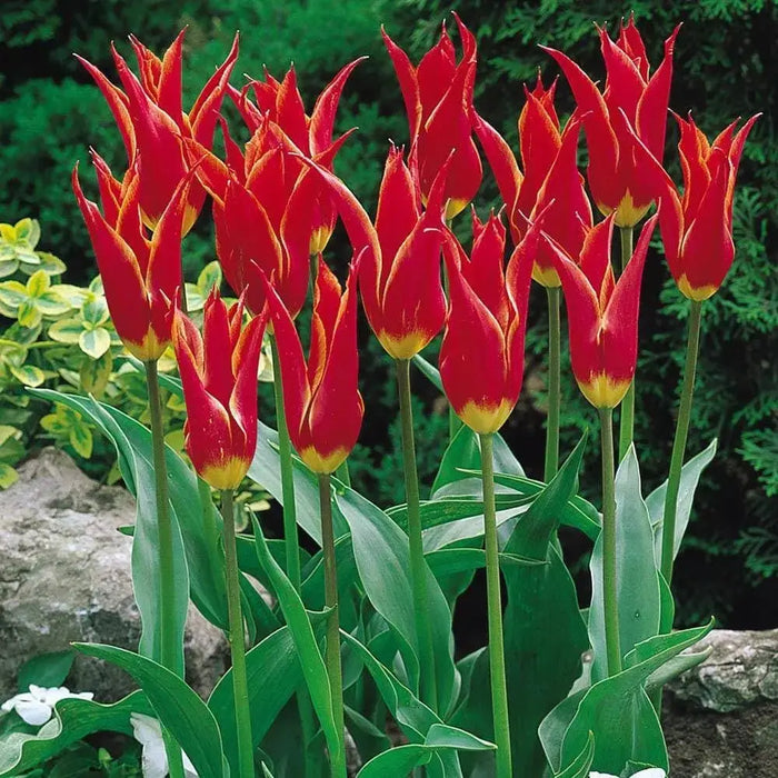 Aladdin Lily Tulip BULBS, Bloom Late Spring - Caribbeangardenseed