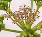 Alisanders, AKA Black Lovage SEEDS (SMYRNIUM olusatrum) Perennial Herb ! - Caribbeangardenseed