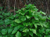 Alisanders, AKA Black Lovage SEEDS (SMYRNIUM olusatrum) Perennial Herb ! - Caribbeangardenseed