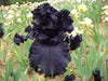 All Night Long' Bearded Iris, ( RHIZOME) Bareroot Plant - Caribbeangardenseed